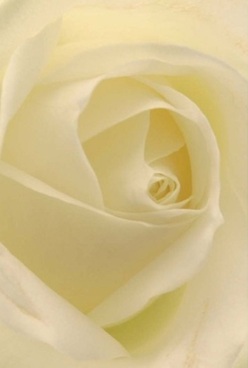 This close, intimate portrait of a rose tells the story of gentle affection and timeless elegance-a hallmark of floral artistry known throughout Tolworth. Ivory petals, nearly translucent at the edges, curl inward in perfect symmetry, their velvety touch inviting you to imagine the sensation of fresh blooms arriving at a loved one's door on Ewell Road. The lighting in this arrangement is soothing and soft, infusing creamy tones with hints of pale lemon-much like the early morning glow that seeps through Tolworth's familiar avenues. The rose embodies the calm anticipation of a celebration, an unspoken token of love, or a quiet anniversary gesture destined to warm the heart. You can almost sense the light, floral scent drifting above the bouquet, providing comfort and a serene pause in a busy day. Every element-from the meticulous layering to the flawless spiral-artfully showcases the attention to detail and passion found in locally made arrangements, making this a perfect fit for life's most poignant moments in Tolworth.
